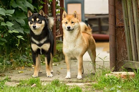 shiba inu photography